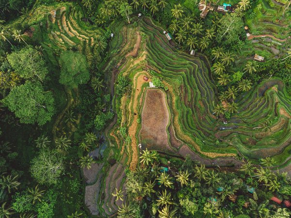 Quels sont les meilleurs hébergements à Bali pour des retraites de bien-être avec des cours de yoga?